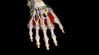 CARACTERÍSTICAS CLÍNICAS ESPECÍFICASLas muñecas se afectan en casi todos los casos. También casi constante la afectación de metacarpofalángicas (MCF); interfalángicas proximales (IFP); metatarsofalángicas (MTF); y rodillas. Rara la afectación de IFD y esqueleto axial (excepto región cervical).