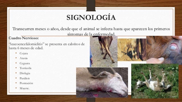 ARTRITIS ENCEFALITIS CAPRINA