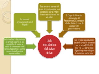 Dos terceras partes del
                                          ácido úrico disponible, son
                                           excretadas por el riñón y
                                          el resto es excretado por        1) Etapa de filtración
                                                   vía biliar                  glomerular, 2)
                        Es formado
                                                                        Reabsorción 3) Secreción
                    primariamente en el
                                                                         tubular distal 4) Fase de
                          hígado
                                                                                reabsorción
                                                                               postsecretoria



En la fase final , el ácido úrico
  es formado a partir de los                      Ciclo                              Las 2/3 de la producción
                                                                                    de ácido úrico se excretan
   nucleótidos de purina, a
 través de compuestos como
                                               metabólico                              por la orina (300-600
xantina, hipoxantina y guanina                  del ácido                             mg) y el 1/3 por el tubo
                                                                                     digestivo y destruido por
   por acción de la enzima
        xantino-oxidasa                           úrico                               la oxidación bacteriana.
 