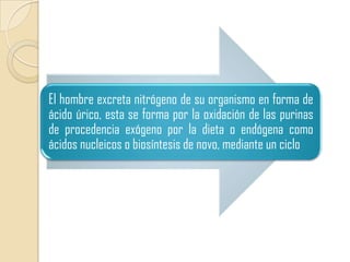 El hombre excreta nitrógeno de su organismo en forma de
ácido úrico, esta se forma por la oxidación de las purinas
de procedencia exógeno por la dieta o endógena como
ácidos nucleicos o biosíntesis de novo, mediante un ciclo
 