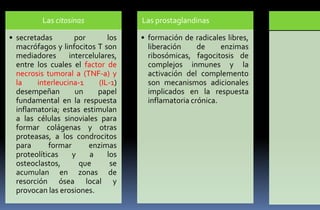 Las citosinas
• secretadas
por
los
macrófagos y linfocitos T son
mediadores
intercelulares,
entre los cuales el factor de
necrosis tumoral a (TNF-a) y
la
interleucina-1
(IL-1)
desempeñan
un
papel
fundamental en la respuesta
inflamatoria; estas estimulan
a las células sinoviales para
formar colágenas y otras
proteasas, a los condrocitos
para
formar
enzimas
proteolíticas
y
a
los
osteoclastos,
que
se
acumulan en zonas de
resorción ósea local y
provocan las erosiones.

Las prostaglandinas
• formación de radicales libres,
liberación
de
enzimas
ribosómicas, fagocitosis de
complejos inmunes y la
activación del complemento
son mecanismos adicionales
implicados en la respuesta
inflamatoria crónica.

 