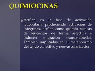 QUIMIOCINAS 
Actúan en la fase de activación 
leucocitaria produciendo activación de 
integrinas, actúan como quimio táct...