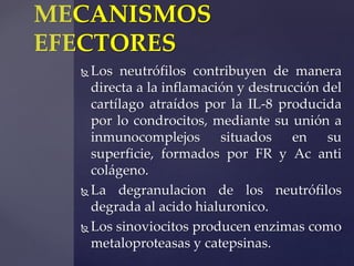 MECANISMOS 
EFECTORES 
Los neutrófilos contribuyen de manera 
directa a la inflamación y destrucción del 
cartílago atraí...
