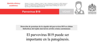 Parvovirus B19
Revisión clínica y
académica.
MDMF
Mehraein, Y., Lennerz, C., Ehlhardt, S., Venzke, T., Ojak, A., Remberger, K., & Zang, K. D. (2003). Detection of
parvovirus B19 capsid proteins in lymphocytic cells in synovial tissue of autoimmune chronic arthritis. Modern
pathology : an official journal of the United States and Canadian Academy of Pathology, Inc, 16(8), 811–817.
https://doi.org/10.1097/01.MP.0000083145.68333.9B
El parvovirus B19 puede ser
importante en la patogénesis.
Detección de proteínas de la cápside del parvovirus B19 en células
linfocíticas del tejido sinovial de artritis crónica autoinmune
 