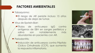  Tabaquismo:
El riesgo de AR persiste incluso 15 años
después de dejar de fumar.
 Virus de Epstein-Barr:
Títulos de anticuerpo IgG contra
antígenos de EBV en sangre periférica y
saliva son notablemente más
abundantes en pacientes con AR.
 Periodontitis:
Inducción de anticuerpos contra Péptido
Cíclico Cirtrulinado (CCP), que aumenta
la respuesta inflamatoria.
FACTORES AMBIENTALES
 