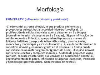 Morfología
PRIMERA FASE (inflamación sinovial y perisinovial)
-1) edema del estroma sinovial, lo que produce eminencias o
proyecciones vellosas hacia la cavidad (hipertrofia vellosa), 2)
proliferación de células sinoviales que se disponen en 6 a 9 capas
(normalmente están dispuestas en 1 a 3 capas), 3) gran infiltración de
células redondas: linfocitos, que pueden disponerse a manera de
folículos linfáticos (cuerpos de Allison-Ghormley), plasmacélulas,
monocitos y macrófagos y escasos leucocitos; 4) exudado fibrinoso en la
superficie sinovial y, en menor grado en el estroma. La fibrina puede
convertirse en un material granular (granos de arroz). El líquido sinovial
contiene leucocitos y complejos inmunes, 5) daño de pequeños vasos
(vénulas, capilares y arteríolas) que consiste en tumefacción endotelial,
engrosamiento de la pared, infiltración de algunos leucocitos, trombosis
y hemorragias perivasculares, 6) microfocos de necrosis.
 