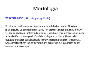 Morfología
TERCERA FASE ( fibrosis y anquilosis)
En ella se produce deformación e inmovilidad articular. El tejido
granulatorio se convierte en tejido fibroso en la cápsula, tendones y
tejido periarticular inflamados, lo que produce gran deformación de la
articulación. La desaparición del cartílago articular y fibrosis del
espacio articular conducen a la inmovilización articular (anquilosis).
Son características las deformaciones en ráfaga de los dedos de las
manos en esta etapa.
 