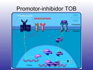 Promotor-inhibidor TOB DESOCUPADO 