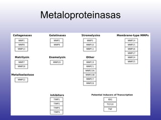Metaloproteinasas 