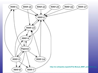 http:// en.wikipedia.org/wiki/File:Mutual_MMP_activation.svg   
