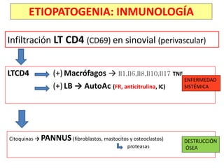 ETIOPATOGENIA: INMUNOLOGÍA
Infiltración LT CD4 (CD69) en sinovial (perivascular)
LTCD4 (+) Macrófagos → Il1,Il6,Il8,Il10,Il17 TNF
(+)LB → AutoAc (FR, anticitrulina, IC)
ENFERMEDAD
SISTÉMICA
Citoquinas → PANNUS (fibroblastos, mastocitos y osteoclastos)
proteasas
DESTRUCCIÓN
ÓSEA
 