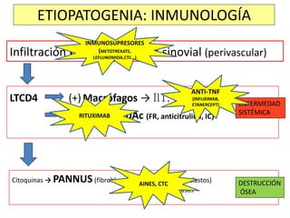 ETIOPATOGENIA: INMUNOLOGÍA
Infiltración LT CD4 (CD69) en sinovial (perivascular)
LTCD4 (+) Macrófagos → Il1, Il6, TNF
(+)LB → AutoAc (FR, anticitrulina, IC)
ENFERMEDAD
SISTÉMICA
Citoquinas → PANNUS (fibroblastos, mastocitos y osteoclastos)
proteasas
DESTRUCCIÓN
ÓSEA
INMUNOSUPRESORES
(METOTREXATE,
LEFLUNOMIDA,CTC…)
RITUXIMAB
ANTI-TNF
(INFLIXIMAB,
ETANERCEPT)
AINES, CTC
 