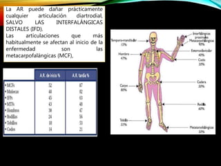 La AR puede dañar prácticamente
cualquier articulación diartrodial,
SALVO LAS INTERFALÁNGICAS
DISTALES (IFD).
Las articulaciones que más
habitualmente se afectan al inicio de la
enfermedad son las
metacarpofalángicas (MCF),
 