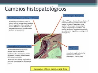 Cambios histopatológicos 