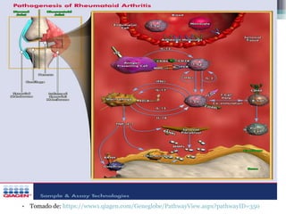 Tomado de:  https://www1.qiagen.com/Geneglobe/PathwayView.aspx?pathwayID=350   