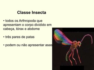 Classe Insecta
• todos os Arthropoda que
apresentam o corpo dividido em
cabeça, tórax e abdome
• três pares de patas
• podem ou não apresentar asas
 