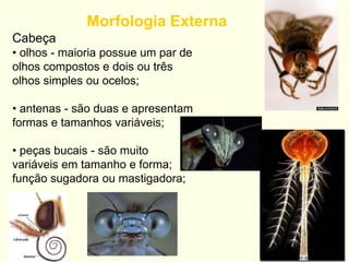 Morfologia Externa
Cabeça
• olhos - maioria possue um par de
olhos compostos e dois ou três
olhos simples ou ocelos;
• antenas - são duas e apresentam
formas e tamanhos variáveis;
• peças bucais - são muito
variáveis em tamanho e forma;
função sugadora ou mastigadora;
 