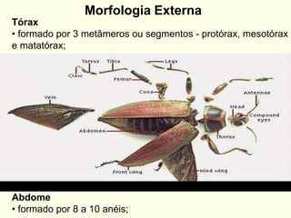Tórax
• formado por 3 metâmeros ou segmentos - protórax, mesotórax
e matatórax;
Morfologia Externa
Abdome
• formado por 8 a 10 anéis;
 