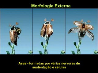 Morfologia Externa
Asas - formadas por várias nervuras de
sustentação e células
 