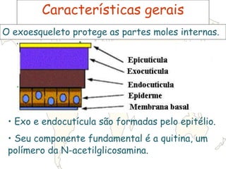 Características gerais
O exoesqueleto protege as partes moles internas.
• Exo e endocutícula são formadas pelo epitélio.
• Seu componente fundamental é a quitina, um
polímero da N-acetilglicosamina.
 