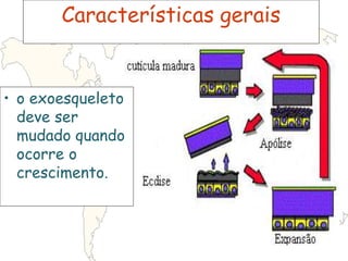 Características gerais
• o exoesqueleto
deve ser
mudado quando
ocorre o
crescimento.
 