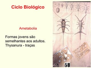 Ciclo Biológico
Ametabolia
Formas jovens são
semelhantes aos adultos.
Thysanura - traças
 
