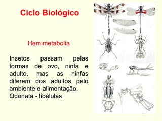 Ciclo Biológico
Hemimetabolia
Insetos passam pelas
formas de ovo, ninfa e
adulto, mas as ninfas
diferem dos adultos pelo
ambiente e alimentação.
Odonata - libélulas
 