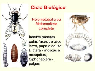 Ciclo Biológico
Holometabolia ou
Metamorfose
completa
Insetos passam
pelas fases de ovo,
larva, pupa e adulto.
Diptera - moscas e
mosquitos;
Siphonaptera -
pulgas
 
