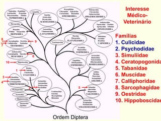 Ordem Diptera
Interesse
Médico-
Veterinário
Famílias
1. Culicidae
2. Psychodidae
3. Simuliidae
4. Ceratopogonida
5. Tabanidae
6. Muscidae
7. Calliphoridae
8. Sarcophagidae
9. Oestridae
10. Hippoboscidae
1
2
3
4
5
6
7
8
9
10
 
