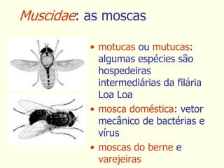 Muscidae: as moscas
• motucas ou mutucas:
algumas espécies são
hospedeiras
intermediárias da filária
Loa Loa
• mosca doméstica: vetor
mecânico de bactérias e
vírus
• moscas do berne e
varejeiras
 