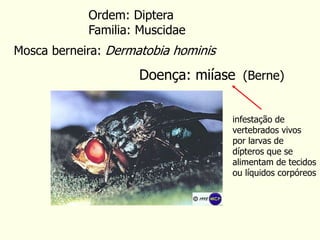 Mosca berneira: Dermatobia hominis
Ordem: Diptera
Familia: Muscidae
Doença: miíase (Berne)
infestação de
vertebrados vivos
por larvas de
dípteros que se
alimentam de tecidos
ou líquidos corpóreos
 