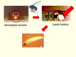 inseto forético
Dermatobia hominis
 