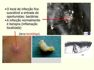 • O local de infecção fica
suscetível a entrada de
oportunistas: bactérias
• A infecção normalmente
é benigna (inflamação
localizada)
(larva biontófaga)
 