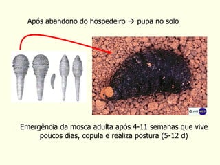 Após abandono do hospedeiro  pupa no solo
Emergência da mosca adulta após 4-11 semanas que vive
poucos dias, copula e realiza postura (5-12 d)
 