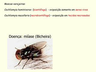 Moscas varejeiras:
Cochliomyia hominivorax (biontófaga) - oviposição somente em seres vivos
Cochliomyia macellaria (necrobiontófaga) – oviposição em tecidos necrosados
Doença: miíase (Bicheira)
 