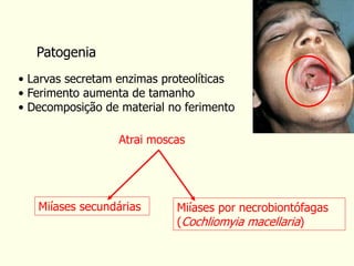Patogenia
• Larvas secretam enzimas proteolíticas
• Ferimento aumenta de tamanho
• Decomposição de material no ferimento
Miíases secundárias
Atrai moscas
Miíases por necrobiontófagas
(Cochliomyia macellaria)
 