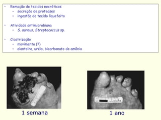 • Remoção de tecidos necróticos
– secreção de proteases
– ingestão do tecido liquefeito
• Atividade antimicrobiana
– S. aureus, Streptococcus sp.
• Cicatrização
– movimento (?)
– alantoína, uréia, bicarbonato de amônia
1 semana 1 ano
 