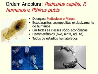  Doenças: Pediculose e Ftirose
 Ectoparasitos cosmopolitas exclusivamente
de humanos
 Em todas as classes sócio-econômicas
 Hemimetábolos (ovo, ninfa, adulto)
 Todos os estádios hematófagos
Ordem Anoplura: Pediculus capitis, P.
humanus e Pthirus pubis
 