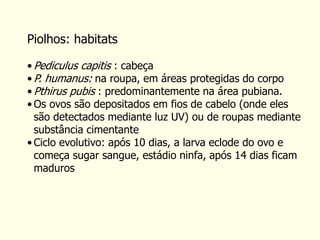 Piolhos: habitats
• Pediculus capitis : cabeça
• P. humanus: na roupa, em áreas protegidas do corpo
• Pthirus pubis : predominantemente na área pubiana.
• Os ovos são depositados em fios de cabelo (onde eles
são detectados mediante luz UV) ou de roupas mediante
substância cimentante
• Ciclo evolutivo: após 10 dias, a larva eclode do ovo e
começa sugar sangue, estádio ninfa, após 14 dias ficam
maduros
 