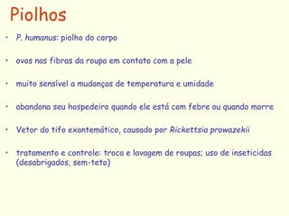 • P. humanus: piolho do corpo
• ovos nas fibras da roupa em contato com a pele
• muito sensível a mudanças de temperatura e umidade
• abandona seu hospedeiro quando ele está com febre ou quando morre
• Vetor do tifo exantemático, causado por Rickettsia prowazekii
• tratamento e controle: troca e lavagem de roupas; uso de inseticidas
(desabrigados, sem-teto)
Piolhos
 