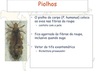 Piolhos
• O piolho do corpo (P. humanus) coloca
os ovos nas fibras da roupa
– contato com a pele
• fica agarrado às fibras da roupa,
inclusive quando suga
• Vetor do tifo exantemático
– Rickettsia prowazekii
 