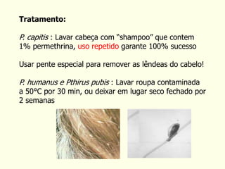 Tratamento:
P. capitis : Lavar cabeça com “shampoo” que contem
1% permethrina, uso repetido garante 100% sucesso
Usar pente especial para remover as lêndeas do cabelo!
P. humanus e Pthirus pubis : Lavar roupa contaminada
a 50°C por 30 min, ou deixar em lugar seco fechado por
2 semanas
 