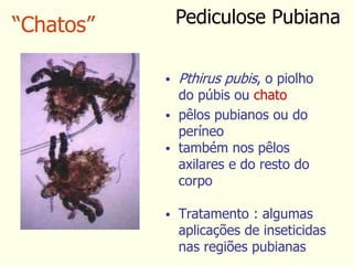 “Chatos”
 Pthirus pubis, o piolho
do púbis ou chato
 pêlos pubianos ou do
períneo
 também nos pêlos
axilares e do resto do
corpo
 Tratamento : algumas
aplicações de inseticidas
nas regiões pubianas
Pediculose Pubiana
 