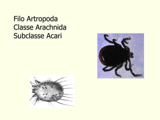 Filo Artropoda
Classe Arachnida
Subclasse Acari
 