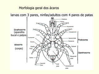 Morfologia geral dos ácaros
(corpo)
(aparelho
bucal e palpos)
larvas com 3 pares, ninfas/adultos com 4 pares de patas
 
