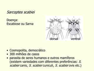Sarcoptes scabiei
Doença:
Escabiose ou Sarna
• Cosmopolita, democrático
• 300 milhões de casos
• parasita de seres humanos e outros mamíferos
(existem variedades com diferentes preferências: S.
scabiei canis, S. scabiei cuniculi, S. scabiei ovis etc.)
Subordem: Astigmata (Sarcoptiformes)
dorsal ventral
 