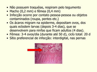 • Não possuem traquéias, respiram pelo tegumento
• Macho (0,2 mm) e fêmea (0,4 mm)
• Infecção ocorre por contato pessoa-pessoa ou objetos
contaminados (roupa, pentes etc.)
• Os ácaros migram na epiderme, depositam ovos, dos
quais eclodem larvas (depois 3-4 dias), que se
desenvolvem para ninfas que ficam adultos (4 dias).
• Fêmea: 3-4 ovos/dia (durante até 50 d), ciclo total: 20 d
• Sítio preferencial de infecção: interdigital, nas pernas
 