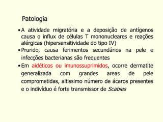 • A atividade migratória e a deposição de antígenos
causa o influx de células T mononucleares e reações
alérgicas (hipersensitividade do tipo IV)
• Prurido, causa ferimentos secundários na pele e
infecções bacterianas são frequentes
• Em aidéticos ou imunossuprimidos, ocorre dermatite
generalizada com grandes areas de pele
comprometidas, altissimo número de ácaros presentes
e o indivíduo é forte transmissor de Scabies
Patologia
 