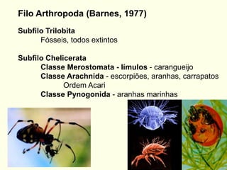 Filo Arthropoda (Barnes, 1977)
Subfilo Trilobita
Fósseis, todos extintos
Subfilo Chelicerata
Classe Merostomata - límulos - carangueijo
Classe Arachnida - escorpiões, aranhas, carrapatos
Ordem Acari
Classe Pynogonida - aranhas marinhas
 
