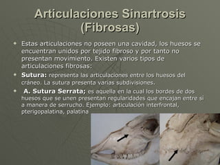 Articulaciones Sinartrosis (Fibrosas) <ul><li>Estas articulaciones no poseen una cavidad, los huesos se encuentran unidos ...